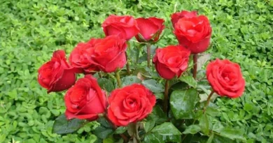 गुलाब की कुछ किस्में जिसे लगाने पर घर की सुन्दरता बढ़ जाएगी