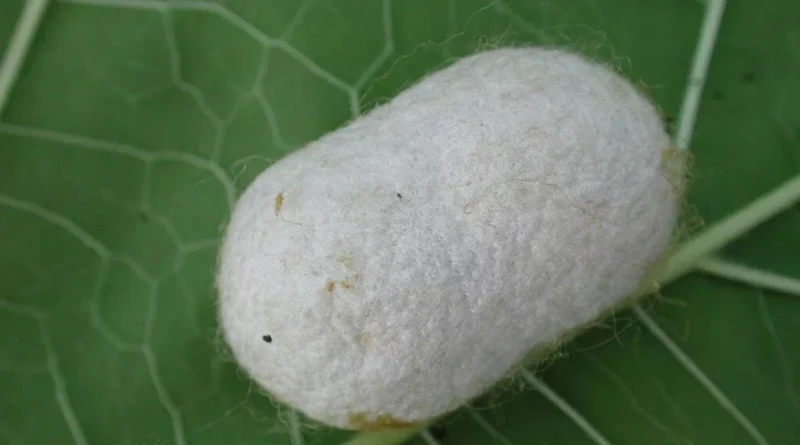 नर्मदापुरम में रेशम उत्पादन ने पकड़ी रफ्तार, हजारों किसान हुए लाभान्वित