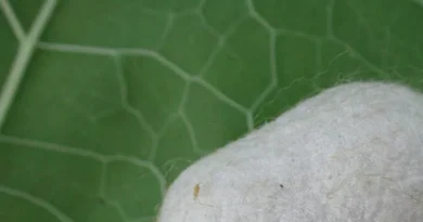 नर्मदापुरम में रेशम उत्पादन ने पकड़ी रफ्तार, हजारों किसान हुए लाभान्वित