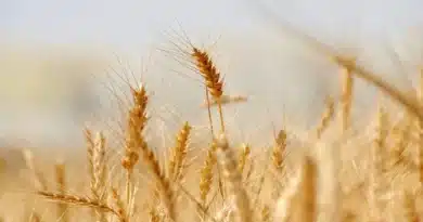 शरबती गेहूँ से लेकर लहसुन-प्याज तक, सीहोर बना कृषि उत्पादन का अग्रणी जिला