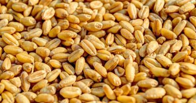 गेहूं खरीद प्रक्रिया की समीक्षा: 2026-27 में MSP 2585 रुपये तय, खरीद के दौरान होगा बायोमेट्रिक सत्यापन  