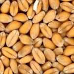 राजस्थान: गेहूं बिक्री के लिए 1 फरवरी से ऑनलाइन पंजीकरण शुरू, किसानों को ₹2,585 प्रति क्विंटल मिलेगा MSP