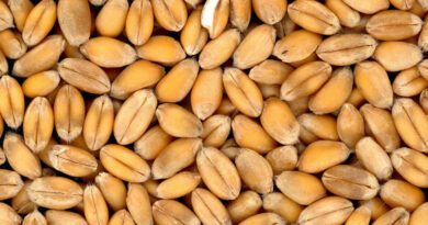 राजस्थान: गेहूं बिक्री के लिए 1 फरवरी से ऑनलाइन पंजीकरण शुरू, किसानों को ₹2,585 प्रति क्विंटल मिलेगा MSP  