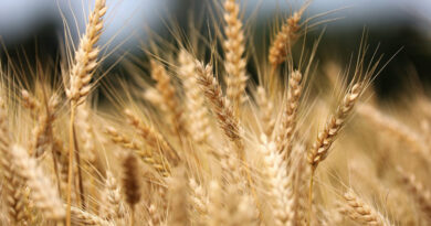 गेहूँ मंडी रेट (28 जनवरी 2026)