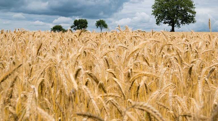 UP Wheat Mandi Rate Today: यूपी की गेहूं मंडियों में 2450 से 2550 रुपये तक भाव, लखनऊ में सबसे ज्यादा आवक