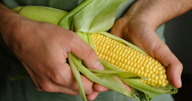 मक्का मंडी रेट (16 फरवरी 2026)