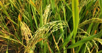 अमेरिकी बाजार में भारतीय चावल की पकड़ मजबूत, टैरिफ घटा तो बढ़ेगा निर्यात