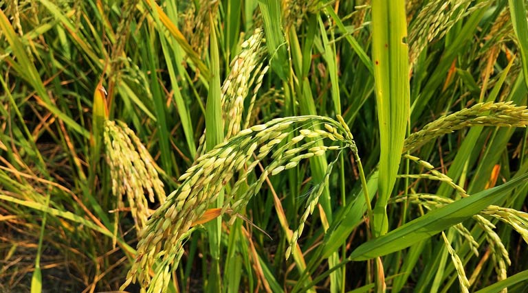 अमेरिकी बाजार में भारतीय चावल की पकड़ मजबूत, टैरिफ घटा तो बढ़ेगा निर्यात