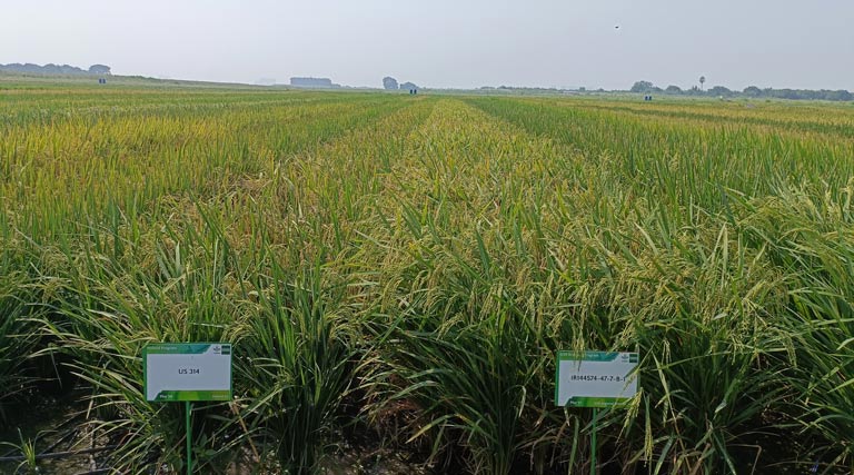 डायरेक्ट सीडेड राइस में निवेश से जलवायु-अनुकूल भारतीय कृषि का भविष्य बदला जा सकता है