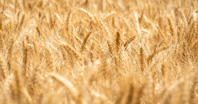 रबी फसलों की बुआई में इजाफा, कुल क्षेत्रफल 676 लाख हेक्टेयर के पार; गेहूं और दालों के रकबे में भी शानदार बढ़ोत्तरी रबी फसलों की बुआई में इजाफा, कुल क्षेत्रफल 676 लाख हेक्टेयर के पार; गेहूं और दालों के रकबे में भी शानदार बढ़ोत्तरी