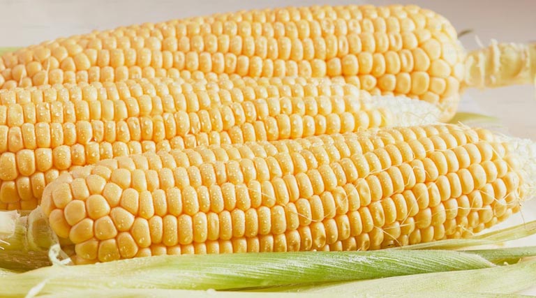 मध्यप्रदेश में 1,188 से 1,575 रुपये क्विंटल तक बिकी मक्का, खंडवा-खरगोन में मिले बेहतर भाव; देखें 16 फरवरी के ताजा दाम