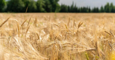 Wheat Mandi Rate: एमपी की मंडियों में आज 2,210 से 2,940 रुपये प्रति क्विंटल तक बिका गेहूं, देखें 16 फरवरी के ताजा रेट  