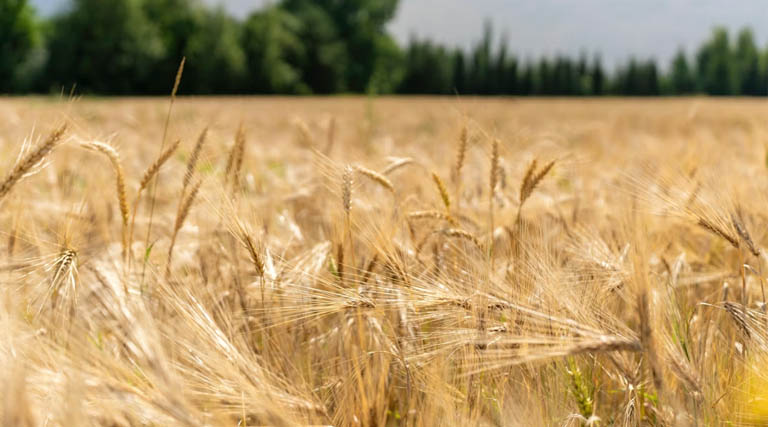 Wheat Mandi Rate: एमपी की मंडियों में आज 2,210 से 2,940 रुपये प्रति क्विंटल तक बिका गेहूं, देखें 16 फरवरी के ताजा रेट