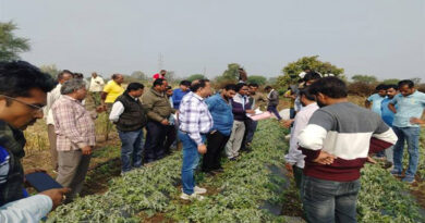 झाबुआ में असामयिक वर्षा से प्रभावित हुई फसल का किया अवलोकन