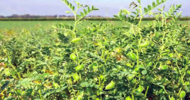 झाबुआ : चना फसल का पंजीयन 20 फरवरी से 16 मार्च तक  