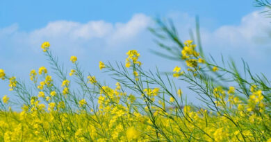 सरसों को भी लायेंगे भावांतर के योजना में