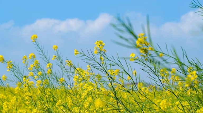 सरसों को भी लायेंगे भावांतर के योजना में