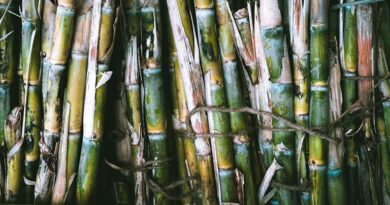 गन्ना नकदी फसल लेकिन वैज्ञानिक विधियों से करें तो ज्यादा फायदा गन्ना नकदी फसल लेकिन वैज्ञानिक विधियों से करें तो ज्यादा फायदा