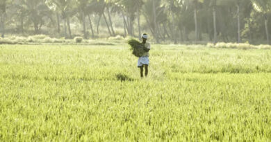 यूपी के किसानों को फिर एक सौगात, पशु औषधि केंद्र होंगे स्थापित