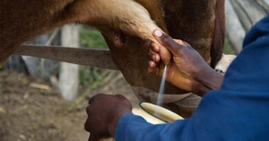 हाथ से दूध दुहने का तरीका सुरक्षित नहीं