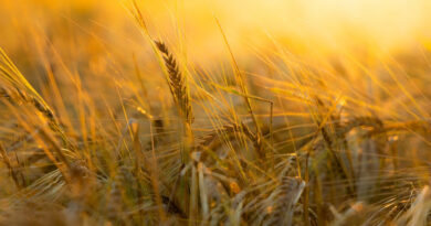 मध्य प्रदेश की मंडियों में ₹2,550 से ₹2,580 प्रति क्विंटल तक बिका गेहूं  , देखिए 6 फरवरी के ताजा भाव  