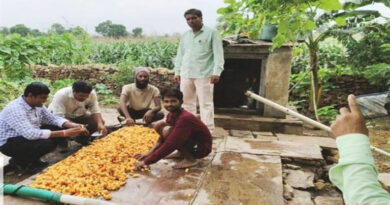 औषधीय फसल हल्दी ने बदली किसान माली की माली हालत
