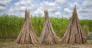 जूट की खेती करने वाले किसानों को बड़ा तोहफा, केंद्र सरकार ने MSP में 275 रुपये की बढ़ोतरी की  