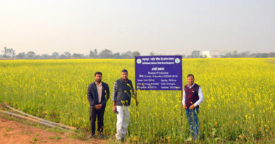 धान-परती भूमि से समृद्धि की ओर: छत्तीसगढ़ में राई-सरसों खेती का उभरता अवसर धान-परती भूमि से समृद्धि की ओर: छत्तीसगढ़ में राई-सरसों खेती का उभरता अवसर