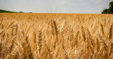 बालाघाट जिले में अब तक 145 किसानों ने कराया गेहूं उपार्जन हेतु पंजीयन