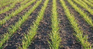 मध्यप्रदेश: शहडोल में रबी बोनी का लक्ष्य पूरा, 1.13 लाख हेक्टेयर में हुई खेती  