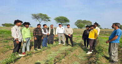 शिवपुरी जिले में मूंग की जगह उड़द फसल को बढ़ावा देने के प्रयास