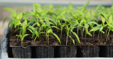 बिहार में निजी नर्सरी खोलना हुआ आसान, कृषि वानिकी योजना के तहत मिलेगा 50% अनुदान; ऐसे करें आवेदन  