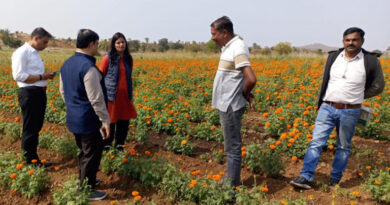 पांढुर्ना: गेंदे के फूल की खेती का अपर कलेक्टर द्वारा अवलोकन