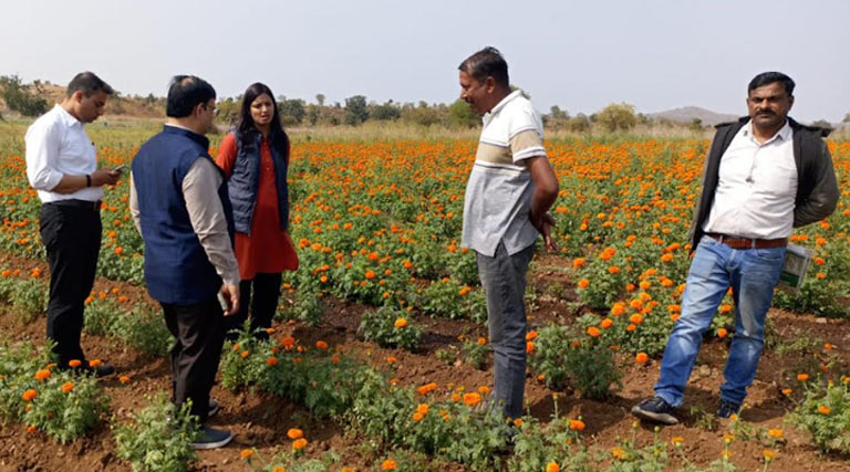 पांढुर्ना: गेंदे के फूल की खेती का अपर कलेक्टर द्वारा अवलोकन