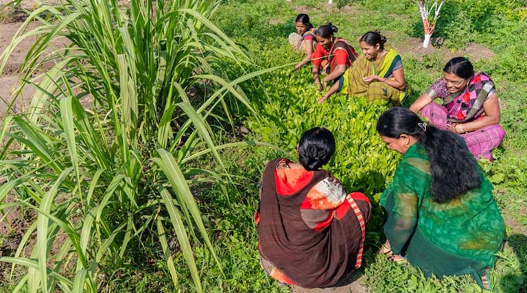 निवाड़ी: प्रभा देवी ने 'नैनो बगीचा' तैयार कर अपनी आजीविका को एक नई दिशा दी