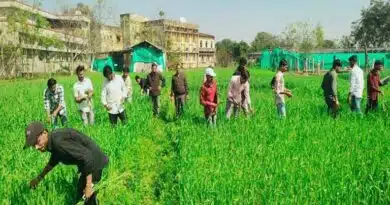 टीकमगढ़: बीज उत्पादन कार्यक्रम में रॉगिंग की महत्त्वपूर्ण भूमिका