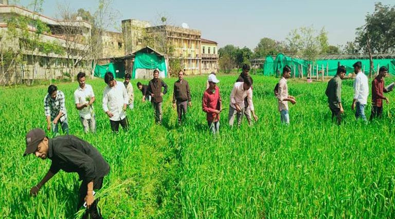 टीकमगढ़: बीज उत्पादन कार्यक्रम में रॉगिंग की महत्त्वपूर्ण भूमिका