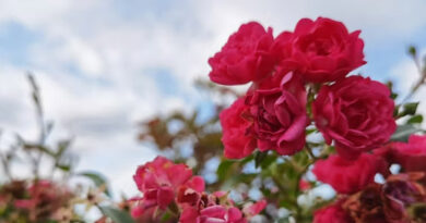 रतलाम: मधुबाला को गुलाब की खेती से हो रही लाखों की कमाई रतलाम: मधुबाला को गुलाब की खेती से हो रही लाखों की कमाई