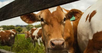 कृषि और पशुपालन किसानों के लिए बन रहा लाभकारी व्यवसाय