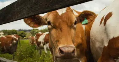 कृषि और पशुपालन किसानों के लिए बन रहा लाभकारी व्यवसाय