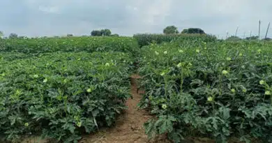 भिंडी की खेती: कम लागत में अच्छी कमाई