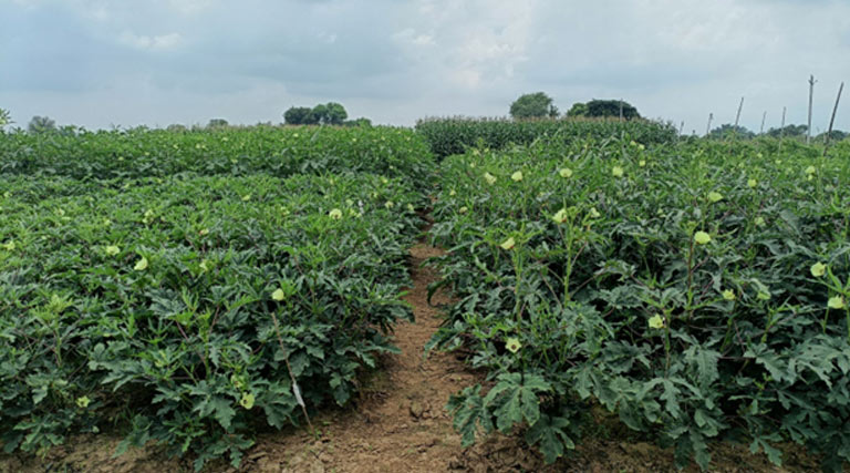 भिंडी की खेती: कम लागत में अच्छी कमाई