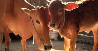 पशुपालकों के लिए राहत: 1962 पशु संजीवनी सेवा से घर बैठे मिलेगा पशु उपचार