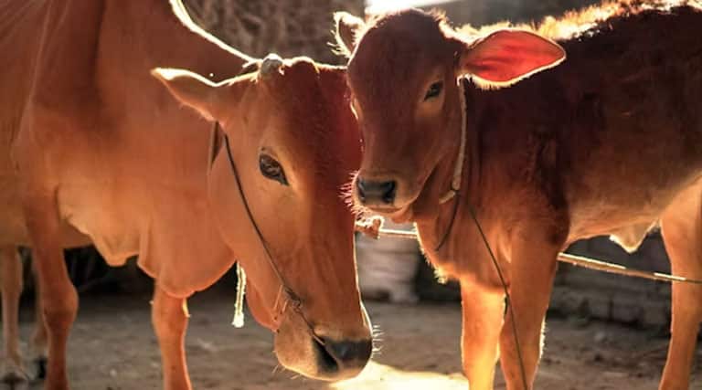 पशुपालकों के लिए राहत: 1962 पशु संजीवनी सेवा से घर बैठे मिलेगा पशु उपचार