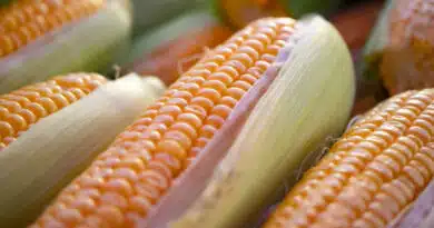 मध्य प्रदेश की मंडियों में 10 फरवरी को  ₹1800 के करीब बिकी मक्का, देखिए राज्य की अन्य मंडियों के ताजा दाम