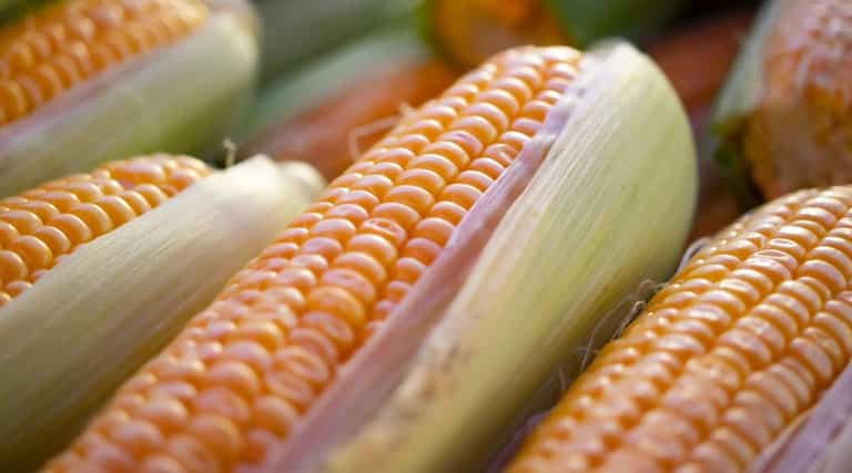 मध्य प्रदेश की मंडियों में 10 फरवरी को  ₹1800 के करीब बिकी मक्का, देखिए राज्य की अन्य मंडियों के ताजा दाम