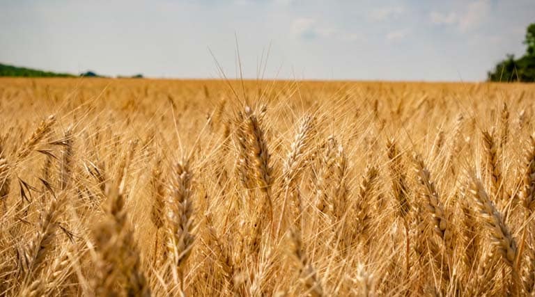 उत्तर प्रदेश गेहूं मंडी रेट: मंडियों में ₹2600 से ऊपर पहुंचा दाम; हरदोई व रूरा में रही सबसे ज्यादा आवक 