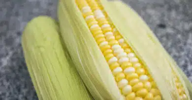 मक्का मंडी रेट (08 फरवरी 2026) 