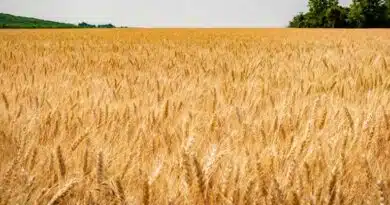 गेहूँ मंडी रेट (08 फरवरी 2026)