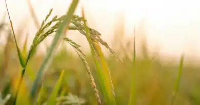 धान मंडी रेट (08 फरवरी 2026) धान मंडी रेट (08 फरवरी 2026)